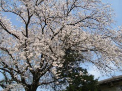 桜H28富士見園