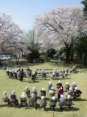 H28富士見園桜2